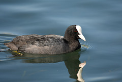 Foulque et reflet Foulque et reflet