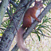 The Red Squirrel has found the peanut feeder under the willows