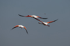 20150518 7905VRTw [F] Rosaflamingo (Phoenicopterus roseus), Parc Ornithologique, Camargue