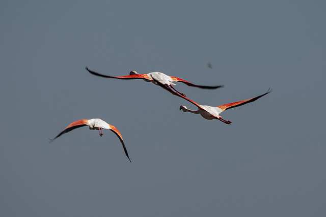 20150518 7905VRTw [F] Rosaflamingo (Phoenicopterus roseus), Parc Ornithologique, Camargue