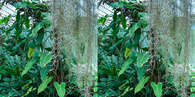 LA County Arboretum stereoscopy 6