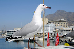 Démonstration d'élégance sur le Water front, Le Cap, Afrique du Sud