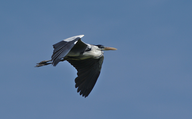 Heron EF7A5340