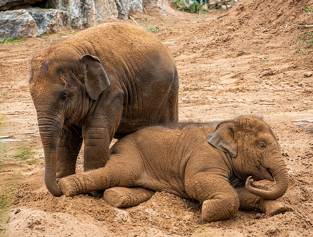 Elephants at play