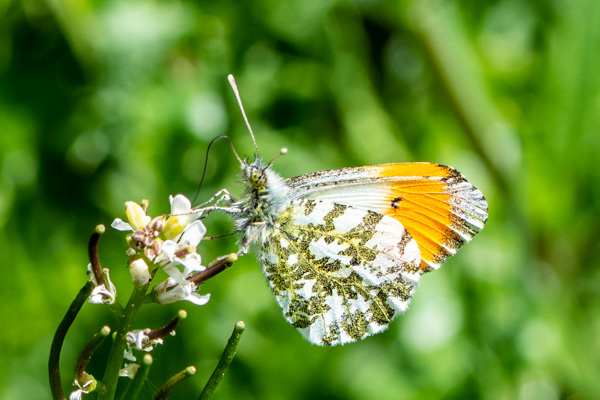 Orange Tip-DSA0367