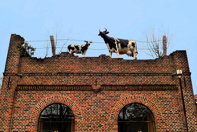 HFF - Kaasboerderij Weenink Lievelde