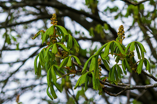 Horse Chestnut flowers