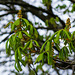 Horse Chestnut flowers