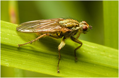 EF7A3659 Yellow Dung Fly
