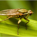 EF7A3659 Yellow Dung Fly