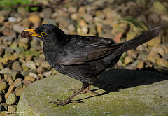 Garden visitor