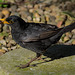 Garden visitor