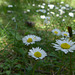 20250503 Forêt Blandas (3)