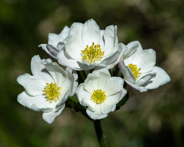 Anemone narcissiflora, Narzissenblütige Anemone - 2015-06-26--D4_DSC3138