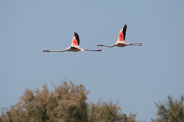 20150518 7909VRTw [F] Rosaflamingo (Phoenicopterus roseus), Parc Ornithologique, Camargue