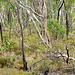 Pink Gum bushland