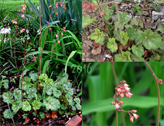 Coral Bells - Alumroot (Heuchera americana) with atypical leaves