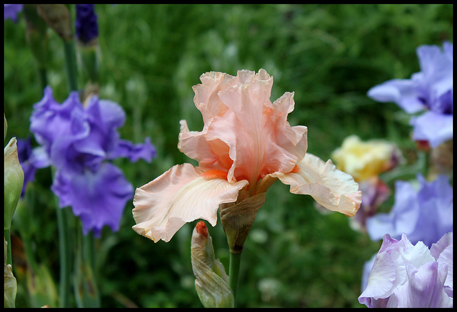 Buisson de Roses