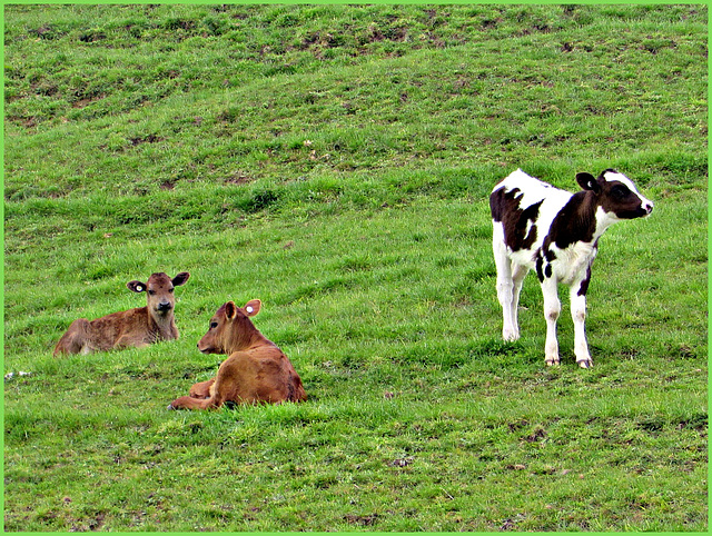 Calves.