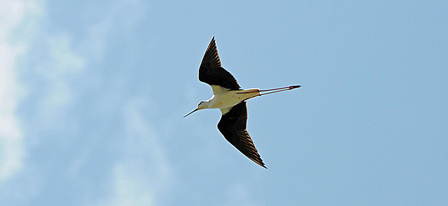 échasse blanche, ile de ré