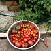 today's tomato harvest