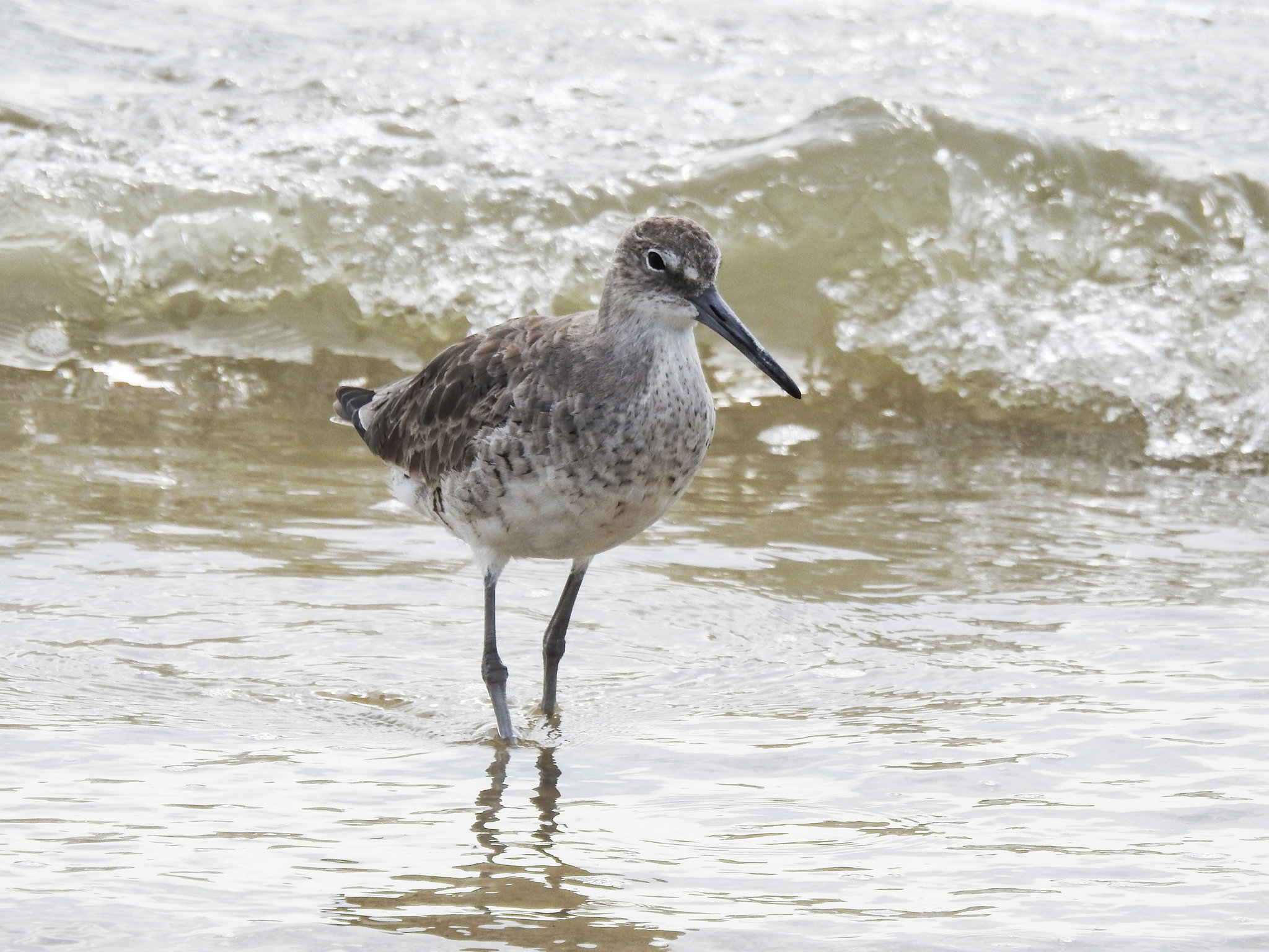 Day 4, Willet, Mustang Island State Park