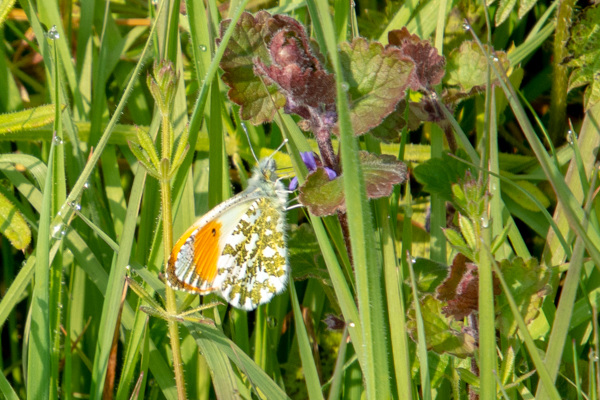 Orange Tip-DSA9920