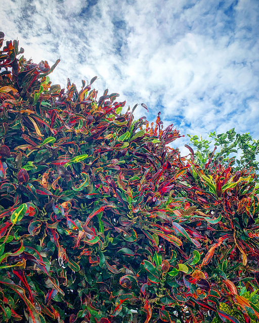 landscaping detail - walking in Kaimuki