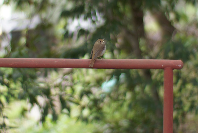resident bird