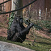 Gorilladame mit Klammeraffe