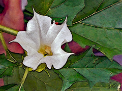 datura 43 bis(3)