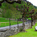 Some fences in Lauterbrunnen HFF!