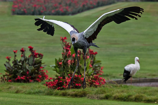 20140926 5430VRAw [D~SFA] Kronenkranich, Weißstorch, Vogelpark, Walsrode