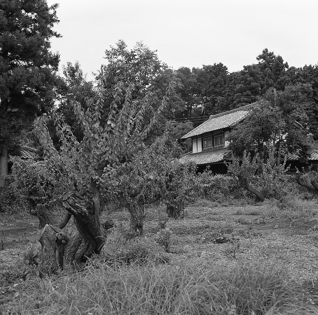 Plum tree and a house