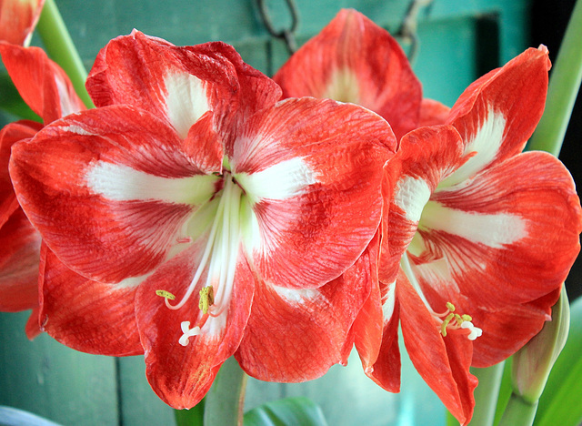 Amaryllis