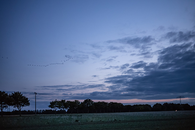 Geese (28.08.2018)