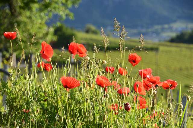 Roter Mohn am Weinberg