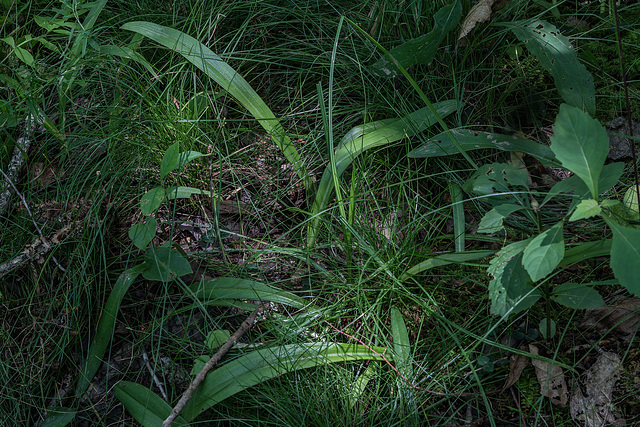 Platanthera integrilabia (White Fringeless orchid) - juvenile plants