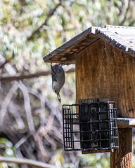 Nuthatch3