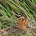 Painted Lady-DSD0481