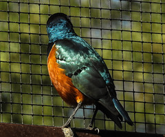 20190911 6128CPw [D~OH] Dreifarbenglanzstar (Lamprotornis superbus),  Timmendorfer Strand