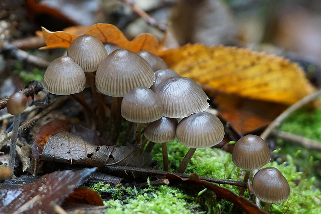 Pilzzeit - Mushroom season