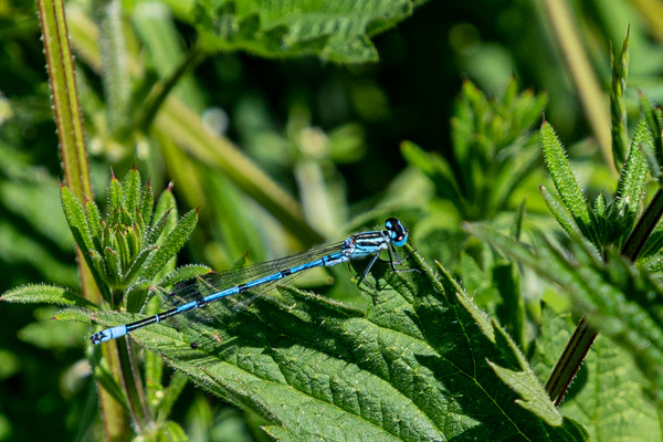 Azure Bluet-DSZ2870