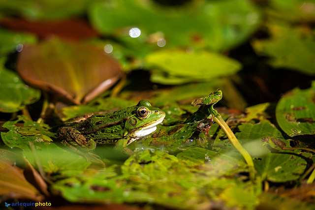 Pelophylax kl. esculentus