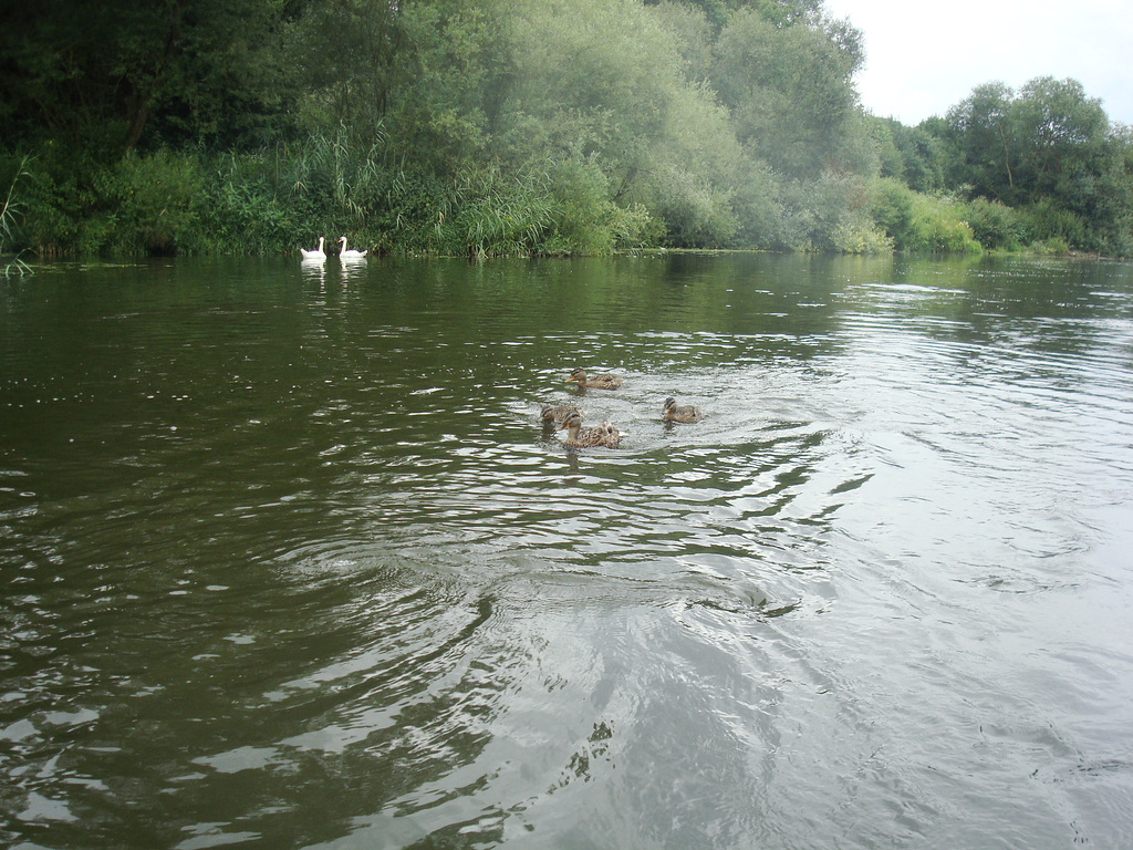 Enten und Schwäne