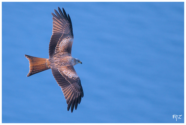 Milan royal en migration au cap Sicié