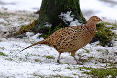 Female Pheasant