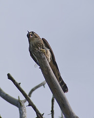 faucon émérillon/Merlin