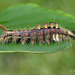 Vapourer Moth (Orgyia antiqua) Caterpillar.
