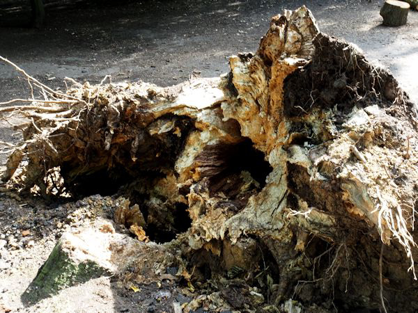 Rotten trunk